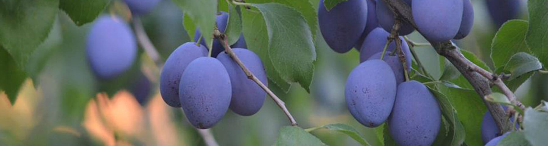 La ferme des fruitiers à Coyviller