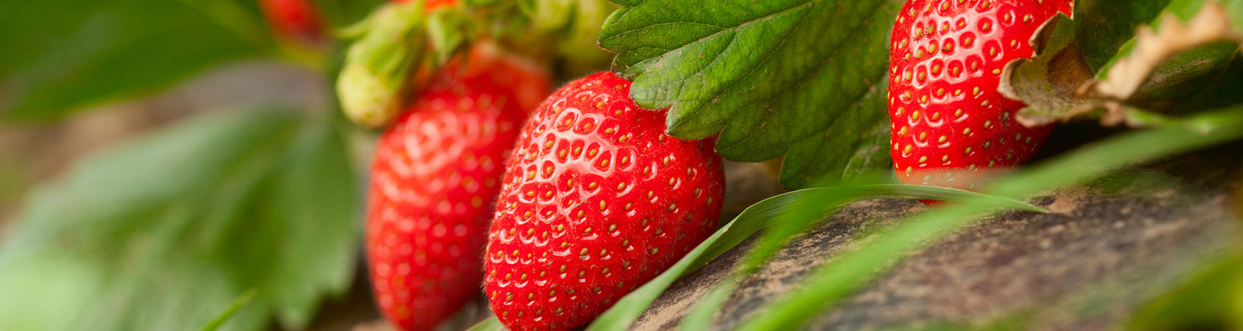 La ferme des fruitiers à Coyviller