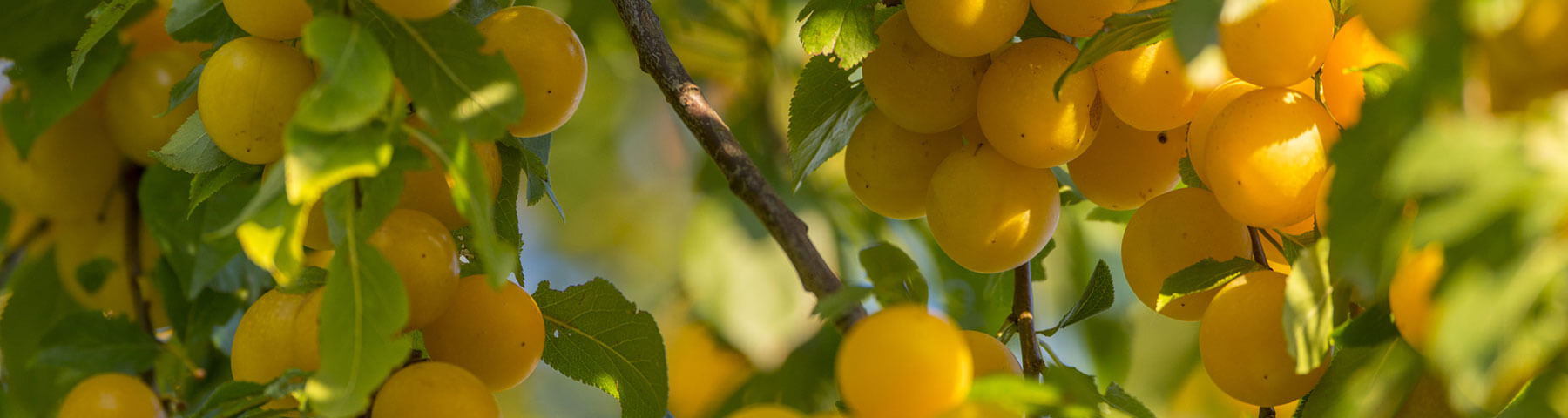 La ferme des fruitiers à Coyviller