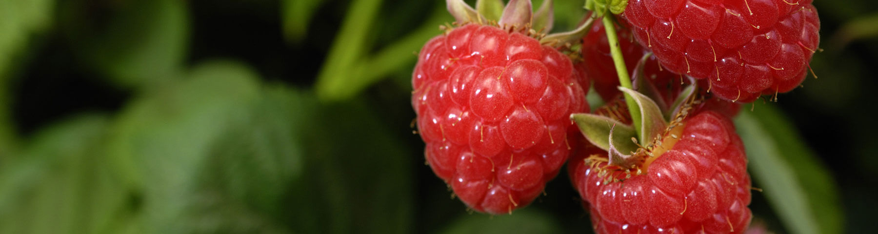 La ferme des fruitiers à Coyviller