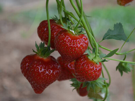 La ferme des fruitiers à Coyviller