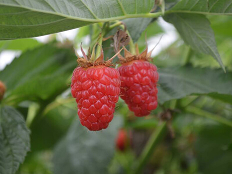 La ferme des fruitiers à Coyviller