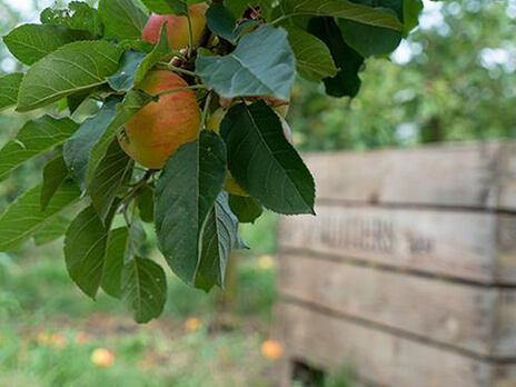 La ferme des fruitiers à Coyviller