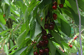 La ferme des fruitiers à Coyviller