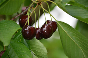 La ferme des fruitiers à Coyviller