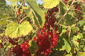 La ferme des fruitiers à Coyviller