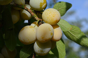 La ferme des fruitiers à Coyviller