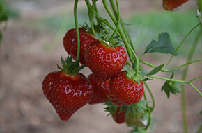 La ferme des fruitiers à Coyviller