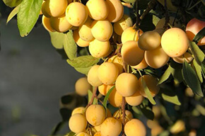 La ferme des fruitiers à Coyviller