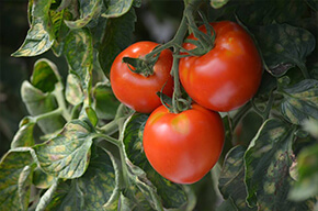 La ferme des fruitiers à Coyviller