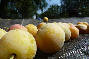 La ferme des fruitiers à Coyviller