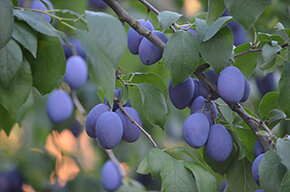 La ferme des fruitiers à Coyviller