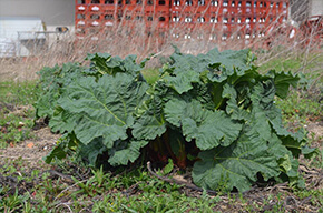 La ferme des fruitiers à Coyviller