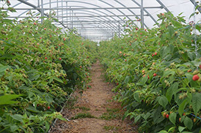 La ferme des fruitiers à Coyviller