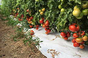 La ferme des fruitiers à Coyviller