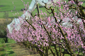 La ferme des fruitiers à Coyviller