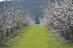 La ferme des fruitiers à Coyviller