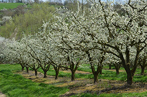 La ferme des fruitiers à Coyviller