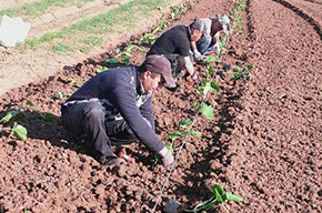 La ferme des fruitiers à Coyviller